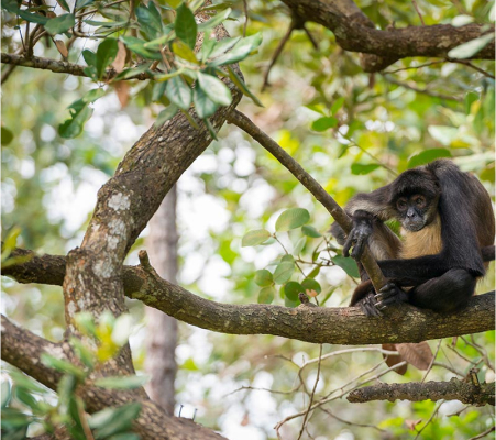 The plants of the Riviera Maya jungle