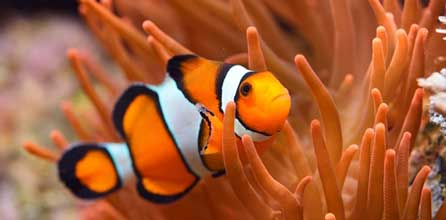 What to do in Puerto Morelos